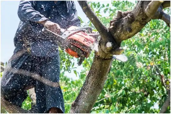 tree services Canutillo